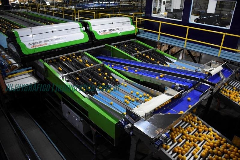Ledesma reporta récord de producción de cítricos en Jujuy, impulsada por mejores lluvias 4 Ledesma reporta récord de producción de cítricos en Jujuy, impulsada por mejores lluvias 4